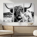 Black and White Scottish Cow Canvas Wall Art Highland Cattle