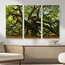 Angel Oak Tree Wall Art Canvas Print | Forest Tree Nature