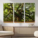 Angel Oak Tree Wall Art Canvas Print | Forest Tree Nature