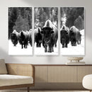 Bison Herd in Snow Wall Art Canvas Print | Rustic Western