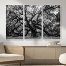 Black and White Old Angel Oak Tree Wall Art Canvas Print