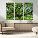 Ancient Tree Wall Art Canvas Print, Framed Sprawling by MyGreatCanvas | Canvas Wall Art Prints | Photo Prints & Wall Decor