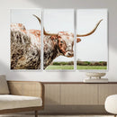 Texas Catle Longhorn Wall Art Canvas Print for Farmhouse by MyGreatCanvas | Canvas Wall Art Prints | Photo Prints & Wall Decor