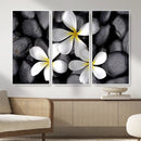 Plumeria Frangipani Black Stone Canvas | White Flower Spa by MyGreatCanvas | Canvas Wall Art Prints | Photo Prints & Wall Decor