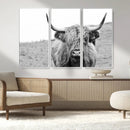 Newfoundland Cow Art Wall Art, Black White Cow Art Wall Art