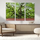 Framed Angel Oak Tree Wall Art - 3-Panel Canvas Prints,