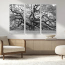 Black White Angel Oak Tree Wall Art - Timeless