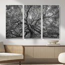 Majestic Angel Oak Tree Black and White Canvas Print – Multi by MyGreatCanvas | Canvas Wall Art Prints | Photo Prints & Wall Decor