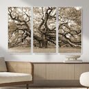 Sepia Framed Angel Oak Tree Wall Art - 3-Panel Canvas