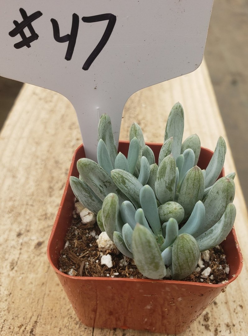 #47 Senecio Mandraliscae Blue Chalk