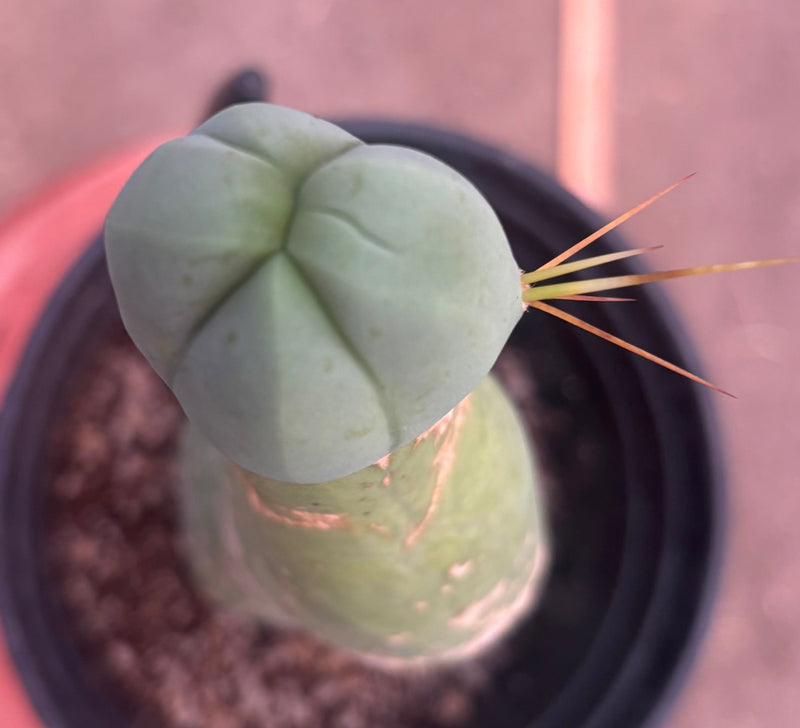 #EC41 EXACT Trichocereus Bridgesii Monstrose Penis Cactus Long Form 10.5”