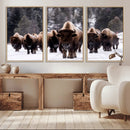 Bison Wall Art Canvas Print- Bison Herd Canvas Wall Art –
