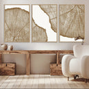 Rustic Brown Tree Ring Wall Art Canvas Print – Framed and