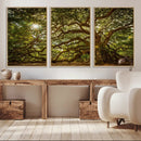 Ancient Angel Oak Tree Art Sunburst Canvas Print-