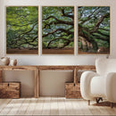 Historic Tree Wall Art – Framed Mossy Branch Canvas Artwork, by MyGreatCanvas | Canvas Wall Art Prints | Photo Prints & Wall Decor