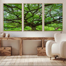 Ancient Tree Wall Art Canvas Print, Framed Sprawling by MyGreatCanvas | Canvas Wall Art Prints | Photo Prints & Wall Decor
