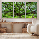 Angel Oak Tree Wall Art Canvas Print – Framed Majestic