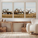 Elk Herd Wall Art Canvas Print – Framed Wildlife Photography
