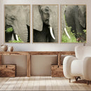 Wild Elephant Wall Art Canvas Print by MyGreatCanvas | Canvas Wall Art Prints | Photo Prints & Wall Decor