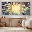Tree and Sunshine Canvas Print