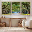 Wormsloe State Plantation Driveway Wall Art Canvas Print