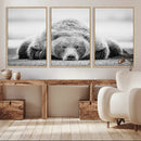 Resting Grizzly Bear Wall Art Canvas Print – Majestic Lazy by MyGreatCanvas | Canvas Wall Art Prints | Photo Prints & Wall Decor