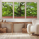 Framed Angel Oak Tree Wall Art - 3-Panel Canvas Prints,