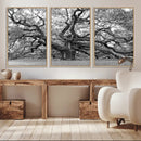 Black White Angel Oak Tree Wall Art - Timeless