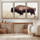 Bison in Field Wall Art Canvas Print For Farmhouse Barn