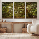 Ancient Angel Oak Tree Art Sunburst Canvas Print-