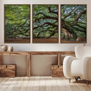 Historic Tree Wall Art – Framed Mossy Branch Canvas Artwork, by MyGreatCanvas | Canvas Wall Art Prints | Photo Prints & Wall Decor