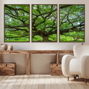 Ancient Tree Wall Art Canvas Print, Framed Sprawling by MyGreatCanvas | Canvas Wall Art Prints | Photo Prints & Wall Decor