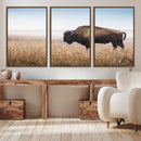 Wild Bison Wall Art – Framed Prairie Landscape Canvas by MyGreatCanvas | Canvas Wall Art Prints | Photo Prints & Wall Decor