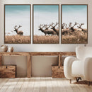 Elk Herd Wall Art Canvas Print – Framed Wildlife Photography