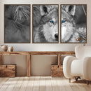 Wild Wolf Blue Eye Wall Art Canvas Print