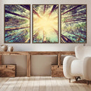 Tree and Sunshine Canvas Print