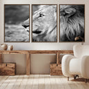 African Lion Wall Art Canvas Print – Majestic Wildlife