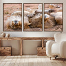 Lion Pair Wall Art Canvas Print – Framed Wildlife Scene with
