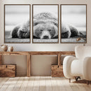 Resting Grizzly Bear Wall Art Canvas Print – Majestic Lazy by MyGreatCanvas | Canvas Wall Art Prints | Photo Prints & Wall Decor