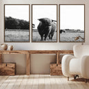 Black and White Highland Cow Wall Art Canvas Print | Rustic
