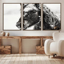 Framed Black and White Horse Wall Art | Ready to Hang and by MyGreatCanvas | Canvas Wall Art Prints | Photo Prints & Wall Decor