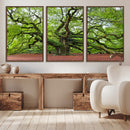 Framed Angel Oak Tree Wall Art - 3-Panel Canvas Prints,