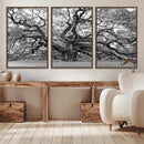 Black White Angel Oak Tree Wall Art - Timeless