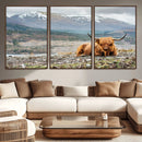 Highland Cow Horn Farm Wall Art Canvas Print