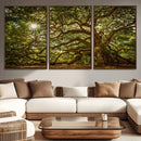 Ancient Angel Oak Tree Art Sunburst Canvas Print-