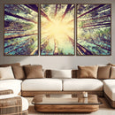 Tree and Sunshine Canvas Print
