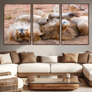 Lion Pair Wall Art Canvas Print – Framed Wildlife Scene with