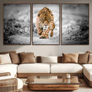 Jaguar Wall Art Canvas Print - Majestic Big Cat in Focused by MyGreatCanvas | Canvas Wall Art Prints | Photo Prints & Wall Decor
