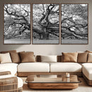 Black White Angel Oak Tree Wall Art - Timeless