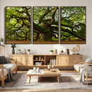 Angel Oak Tree Wall Art Canvas Print | Forest Tree Nature